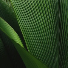 leaf texture